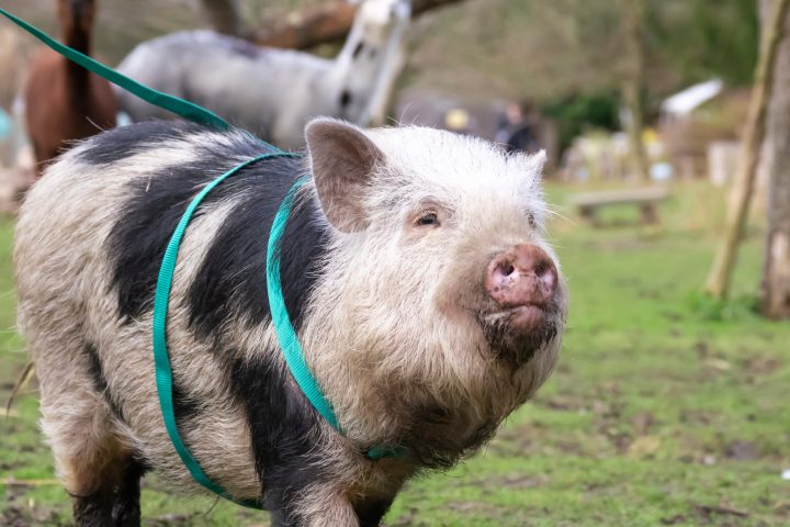 Micro pig going for a walk