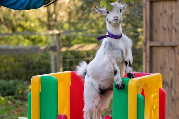 a dog sitting on a chair