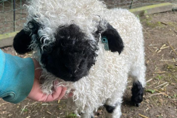 a person petting a sheep in a pen